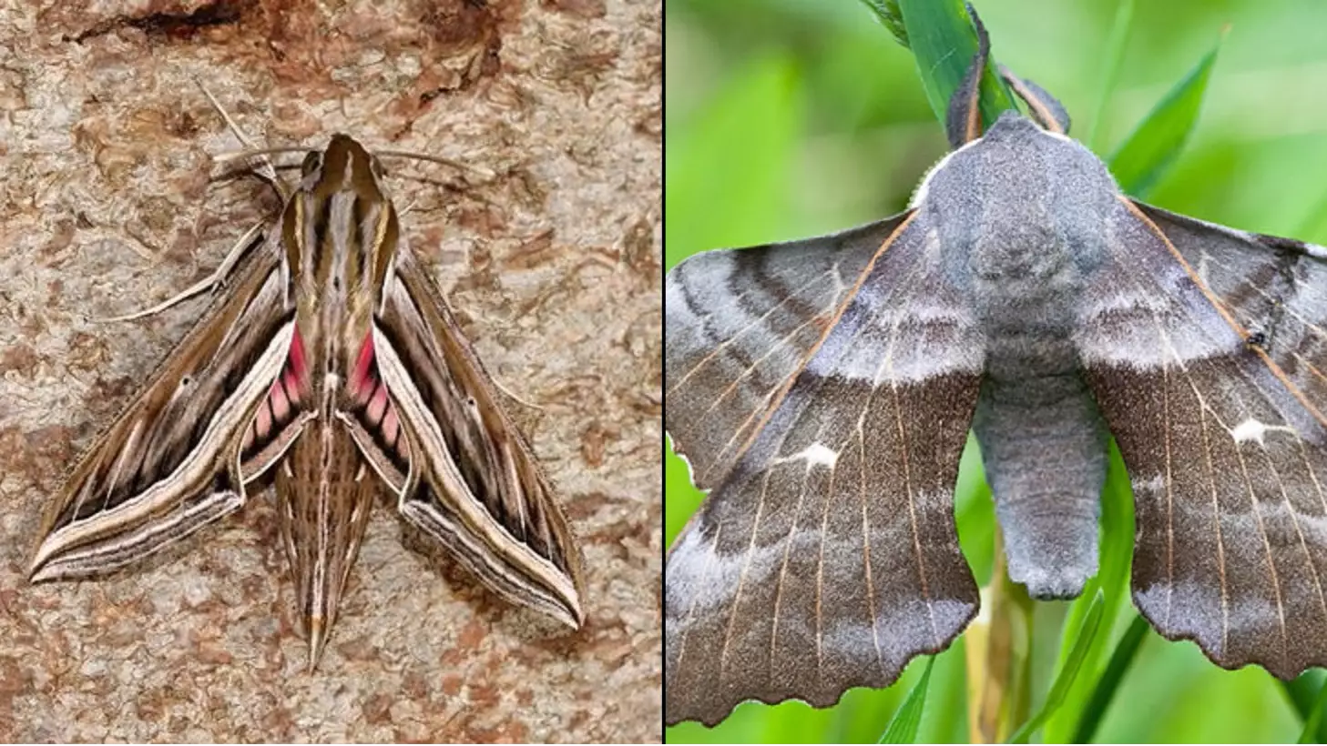 Everyone Run For The Hills Because Giant Moths Are Coming To The UK