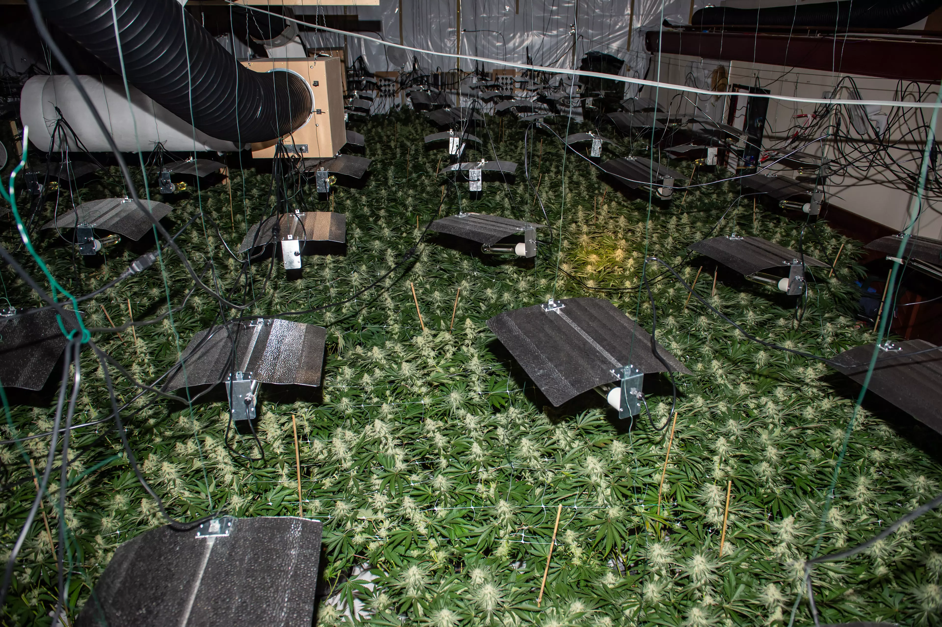 Officers seized 2,000 plants from the derelict building.
