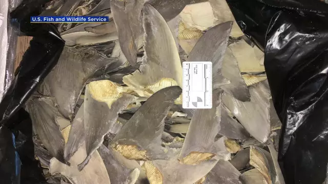 The demand for shark fin soup is endangering the species.