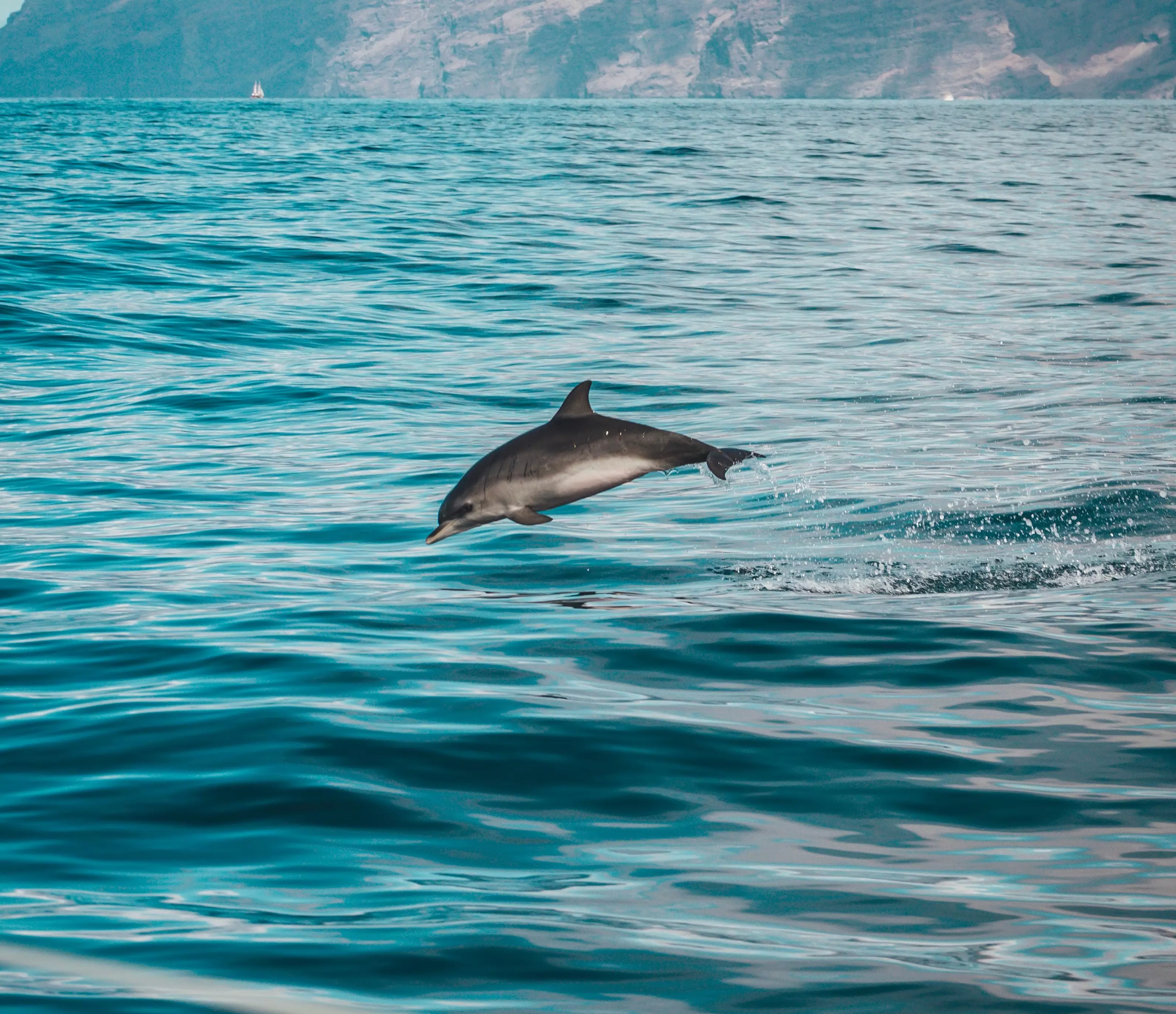 Common dolphin are frequently spotted in the area (