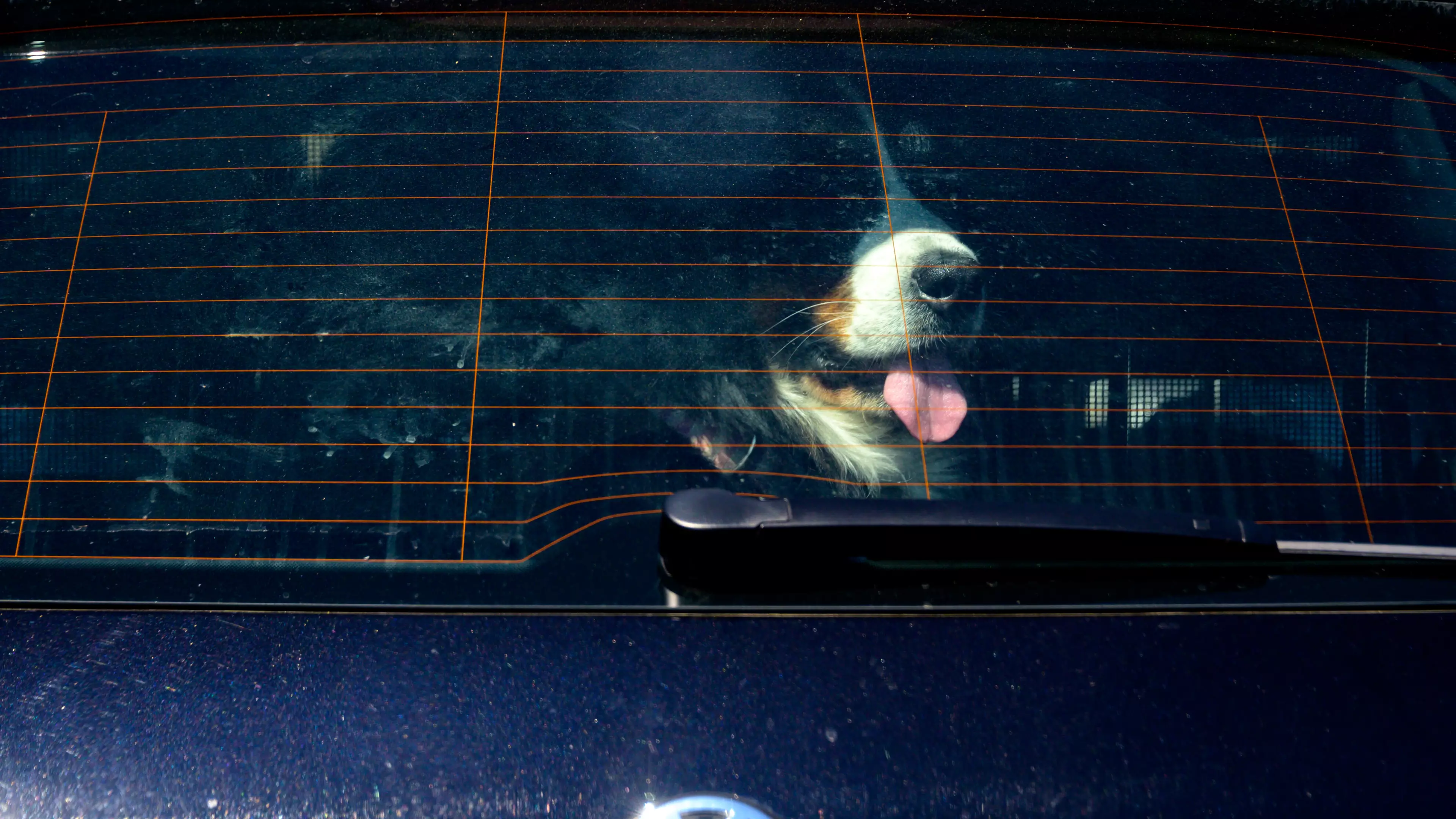 Two Dogs Rescued After Being Left In Hot Car