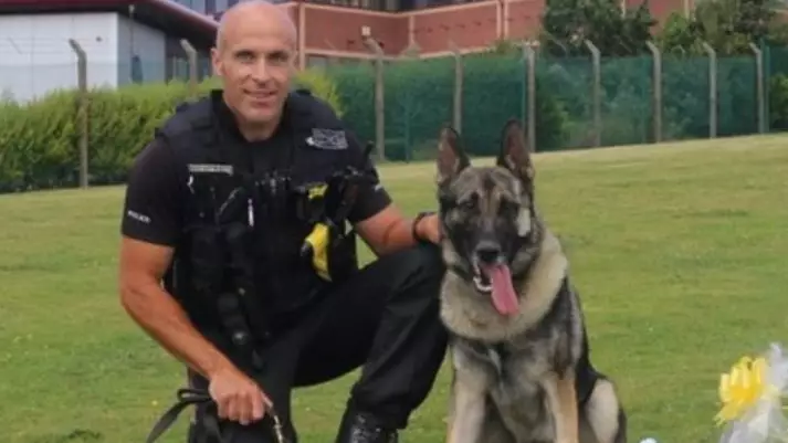 Police Dog Audi Returns To Work After Being Stabbed In The Head