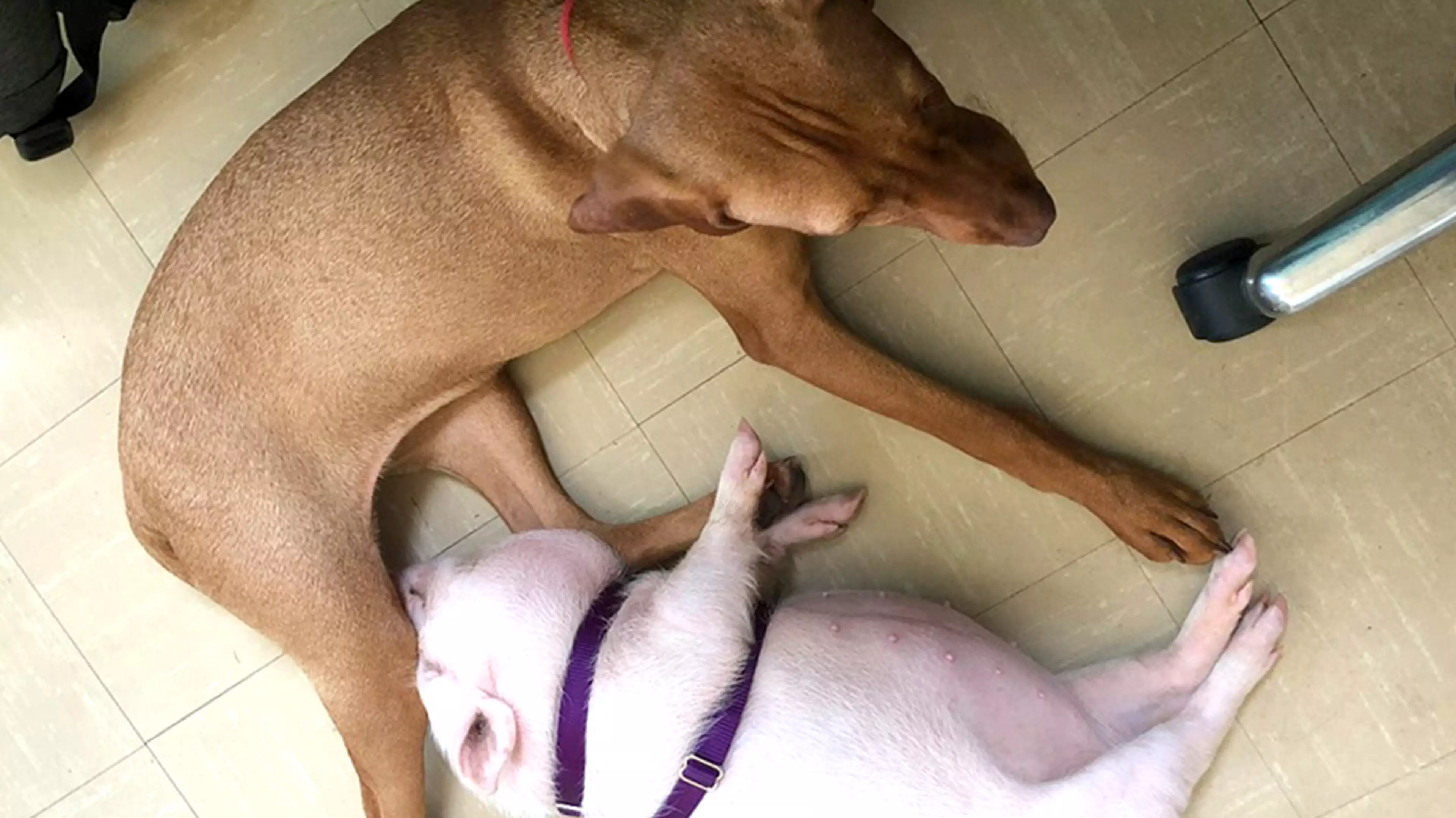 This Adorable Pig And Dog Are The Ultimate BFFs
