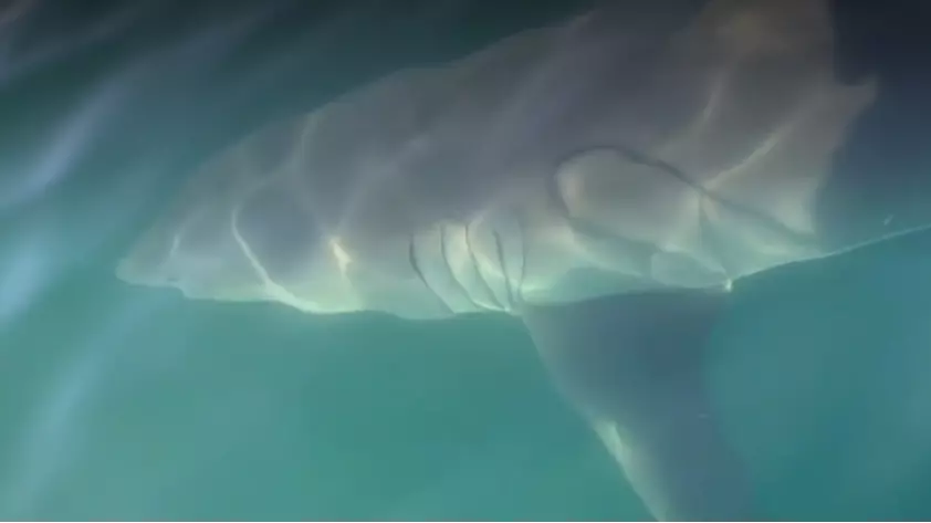 '17 Foot' Great White Shark Swims Alongside Boat In Cape Cod