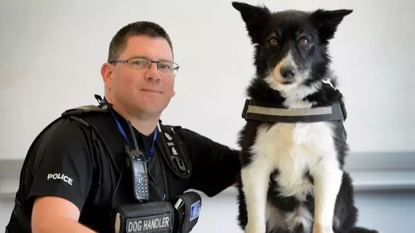 Manchester Terror Attack Police Dog Is Still Mentally Scarred