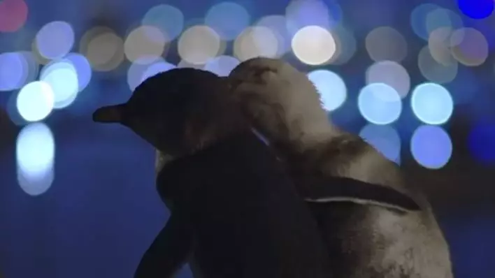 Photographer Shares Video Of Widowed Penguins That Won The Hearts Of The World