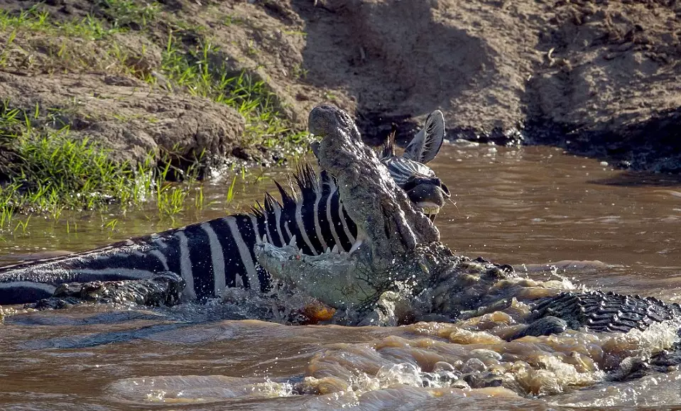 The Moment A Zebra Fights Back And Bites An Attacking Crocodile 