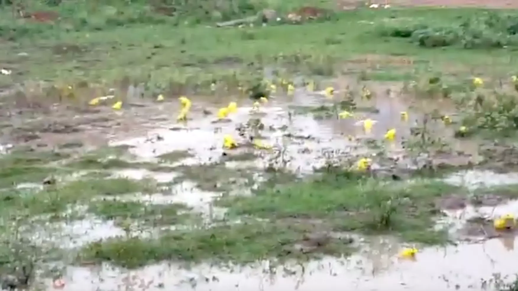 Bright Yellow-Skinned Bullfrogs Emerge In India After Heavy Rainfall 