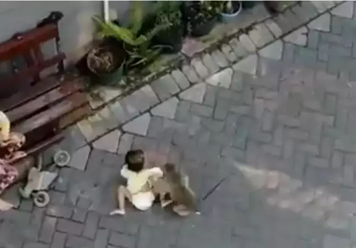 The moment the monkey tried to 'kidnap' the little girl.