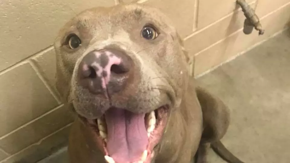 Woman Outraged After Pit Bull Was Euthanised While Giving Birth 