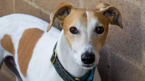 Lonely Lurcher Set To Face Second Christmas In A Row Without A Home