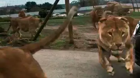 Tourists Capture Terrifying Moment Lions Jump On Top Of Safari Car 