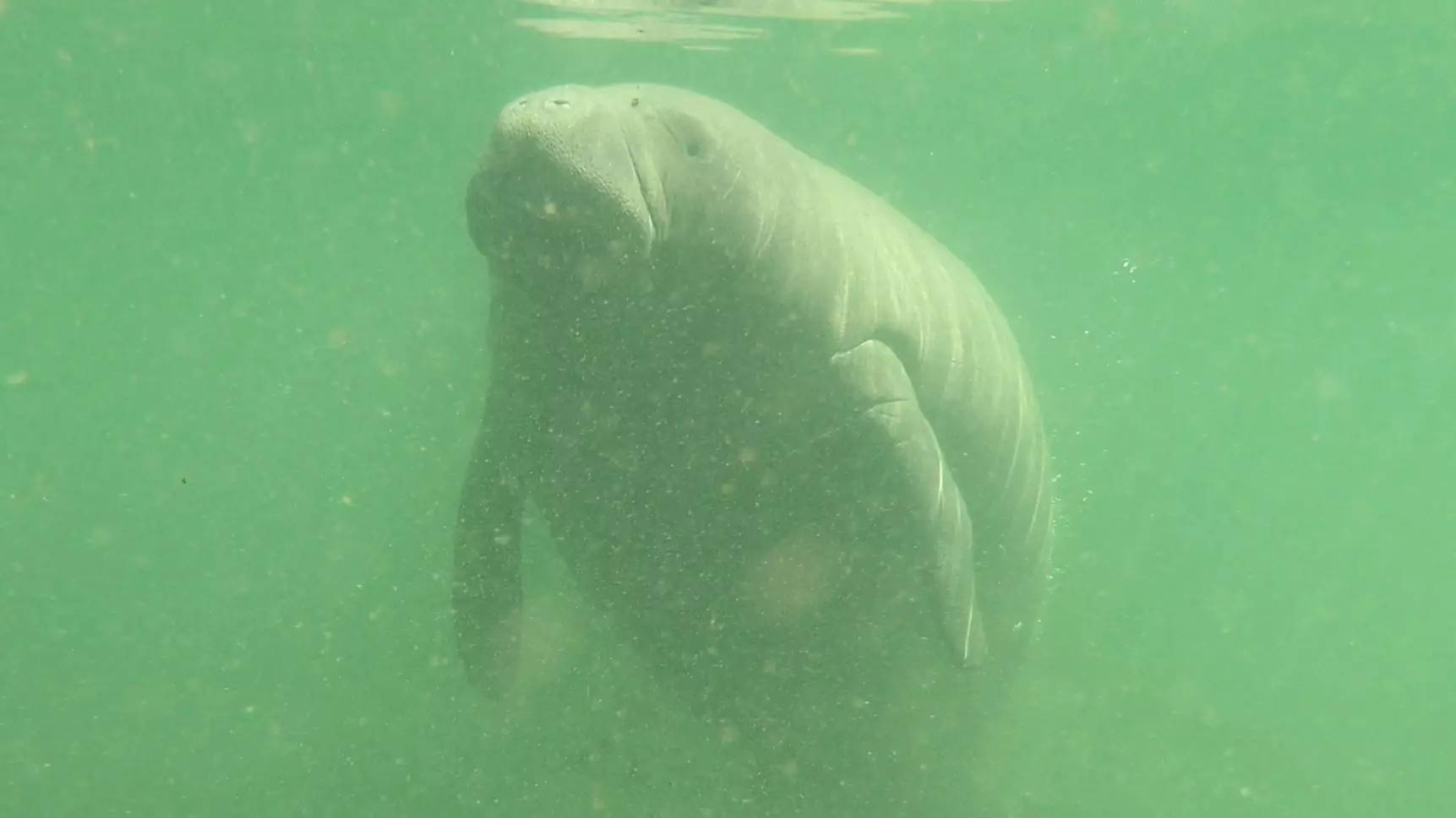 Manatee Found With 'TRUMP' Etched Into Its Back Sparks Federal Investigation