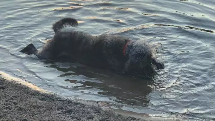Three Dogs Die From Blue-Green Algae Poisoning Hours After Going Swimming 