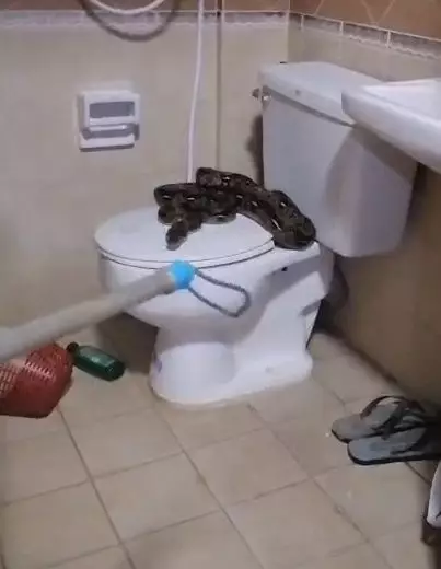 Rescue workers discovered the snake curled up on the toilet seat.
