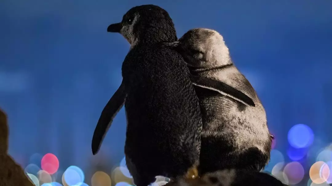 Photographer Captures Moment Two Widowed Penguins Enjoy Melbourne Skyline Together