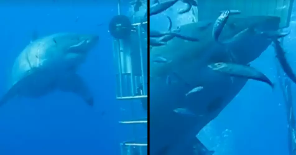 Deep Blue Is The Largest Ever Great White Shark Caught On Camera
