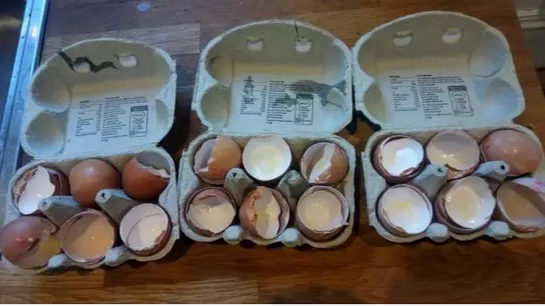 Mum Cracks Open 14 Double Yolk Eggs In A Row 
