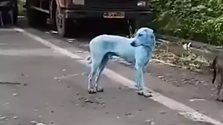 Stray Dog Turns Bright Blue After Swimming In Polluted River
