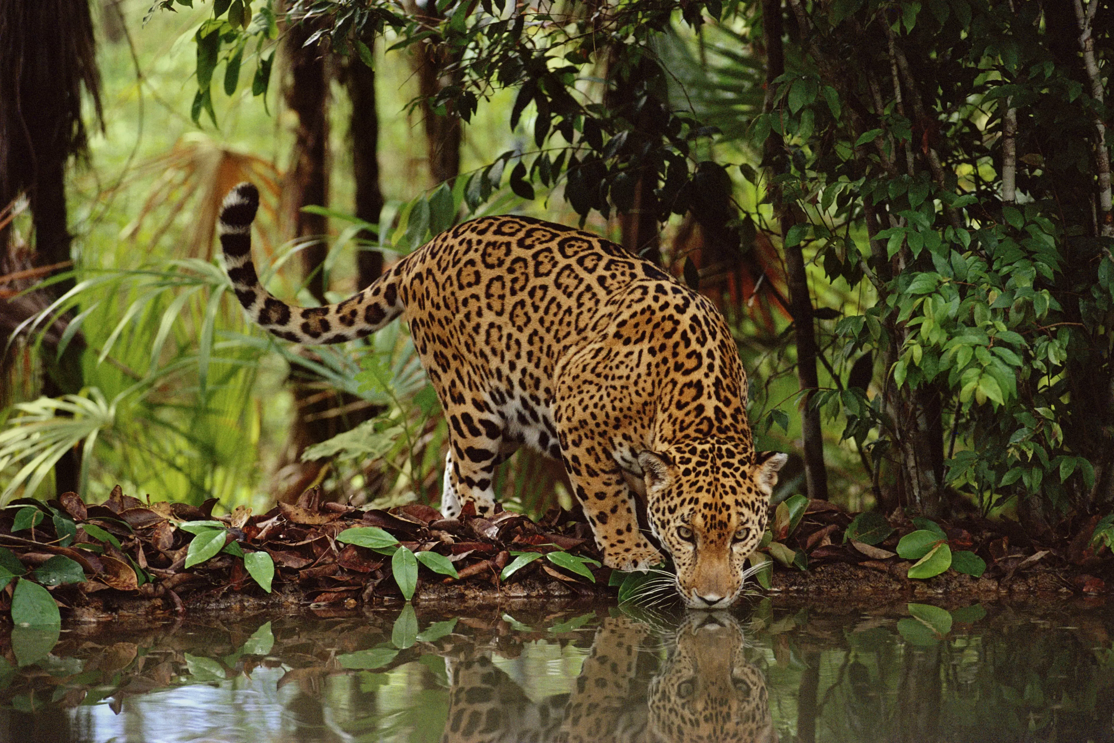 ​Poachers Exposed Killing Jaguars To Sell Fangs To China For Same Price As Cocaine