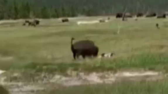 Woman Plays Dead After Tripping While Running From Charging Bison