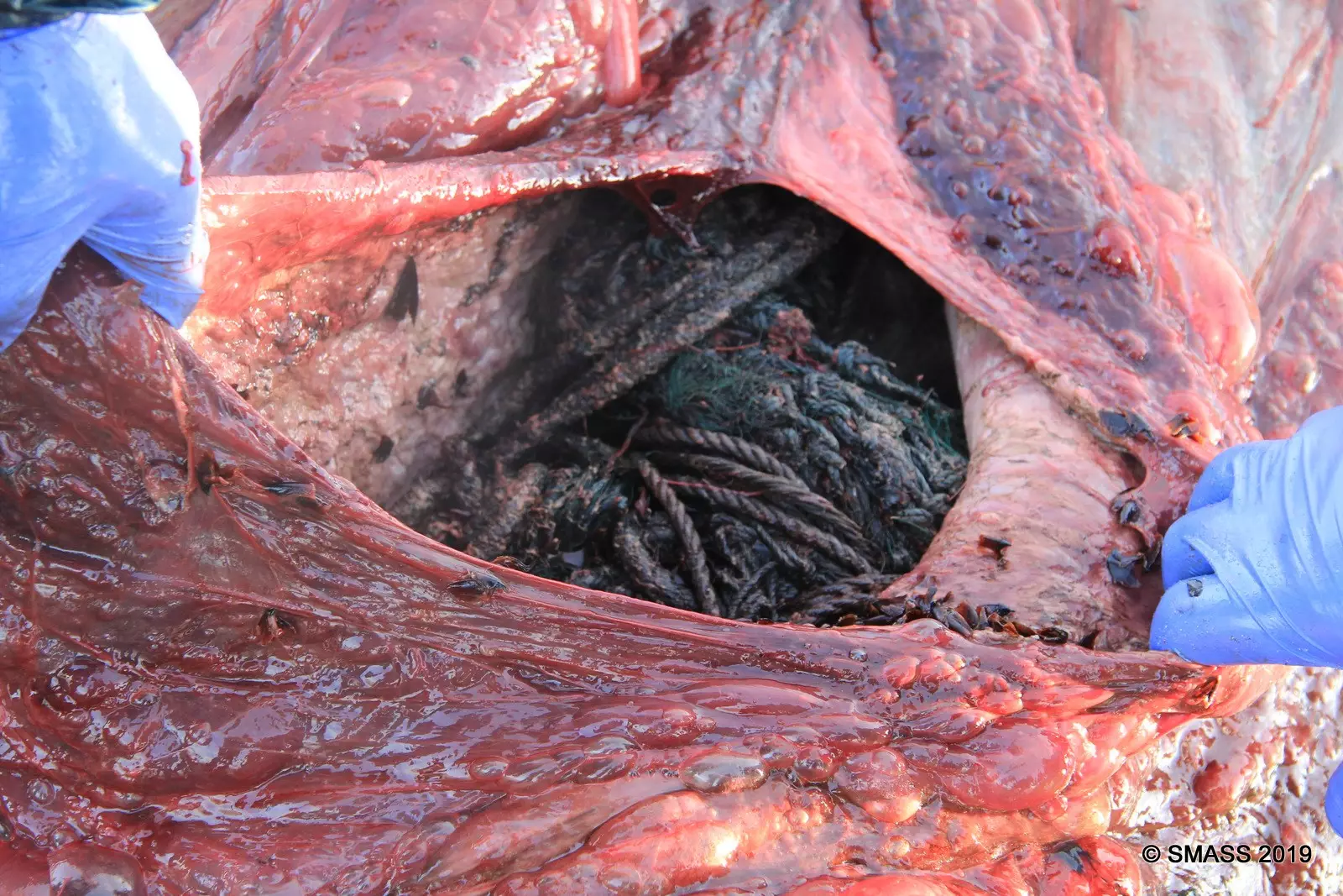 Marine biologists cut open the dead whale to find its stomach was packed with rubbish.