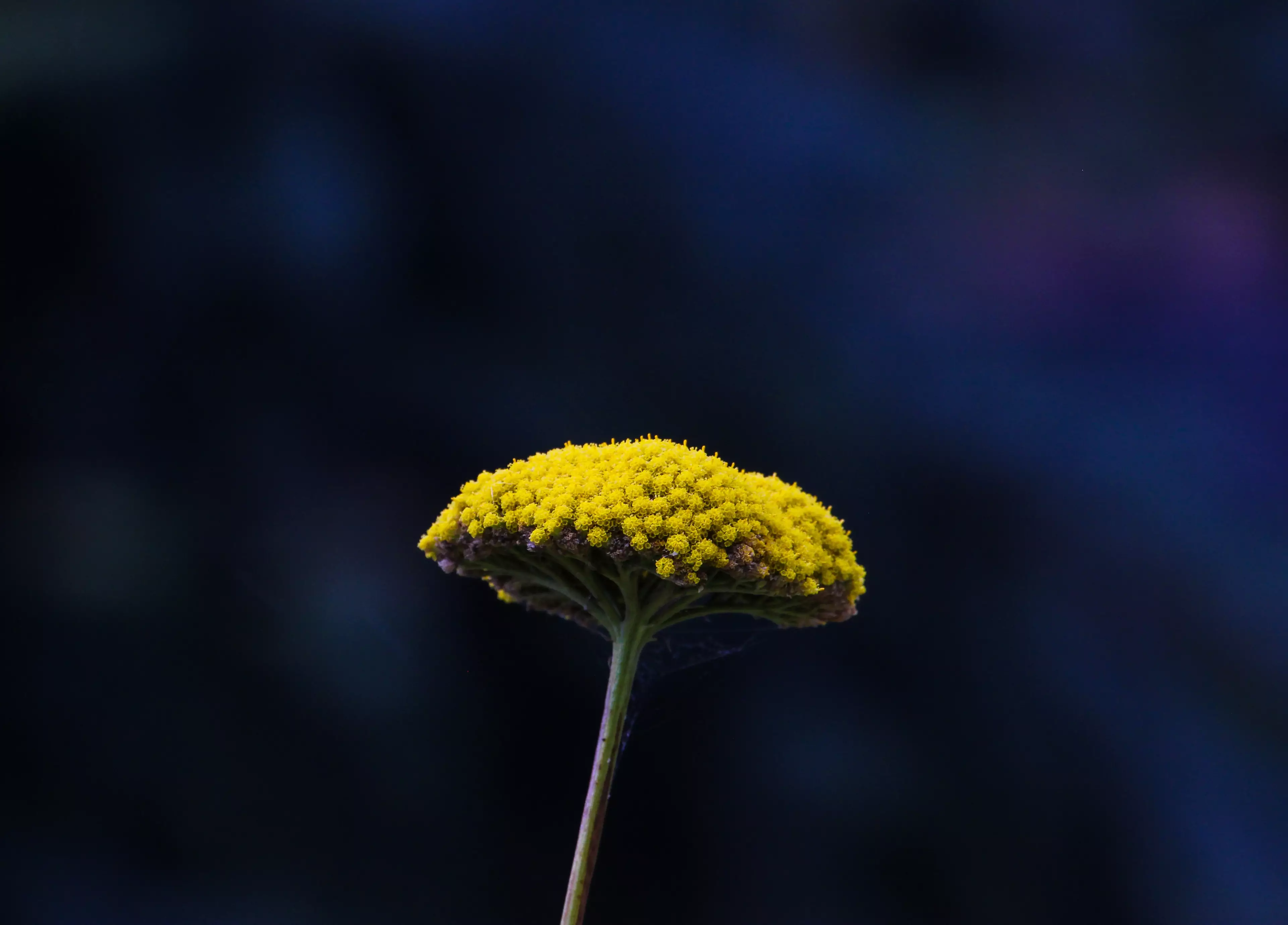 Pollen (