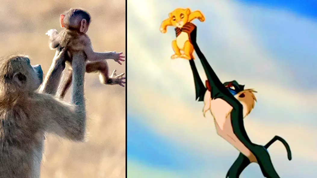 Monkeys Snapped Recreating Iconic 'The Lion King' Scene