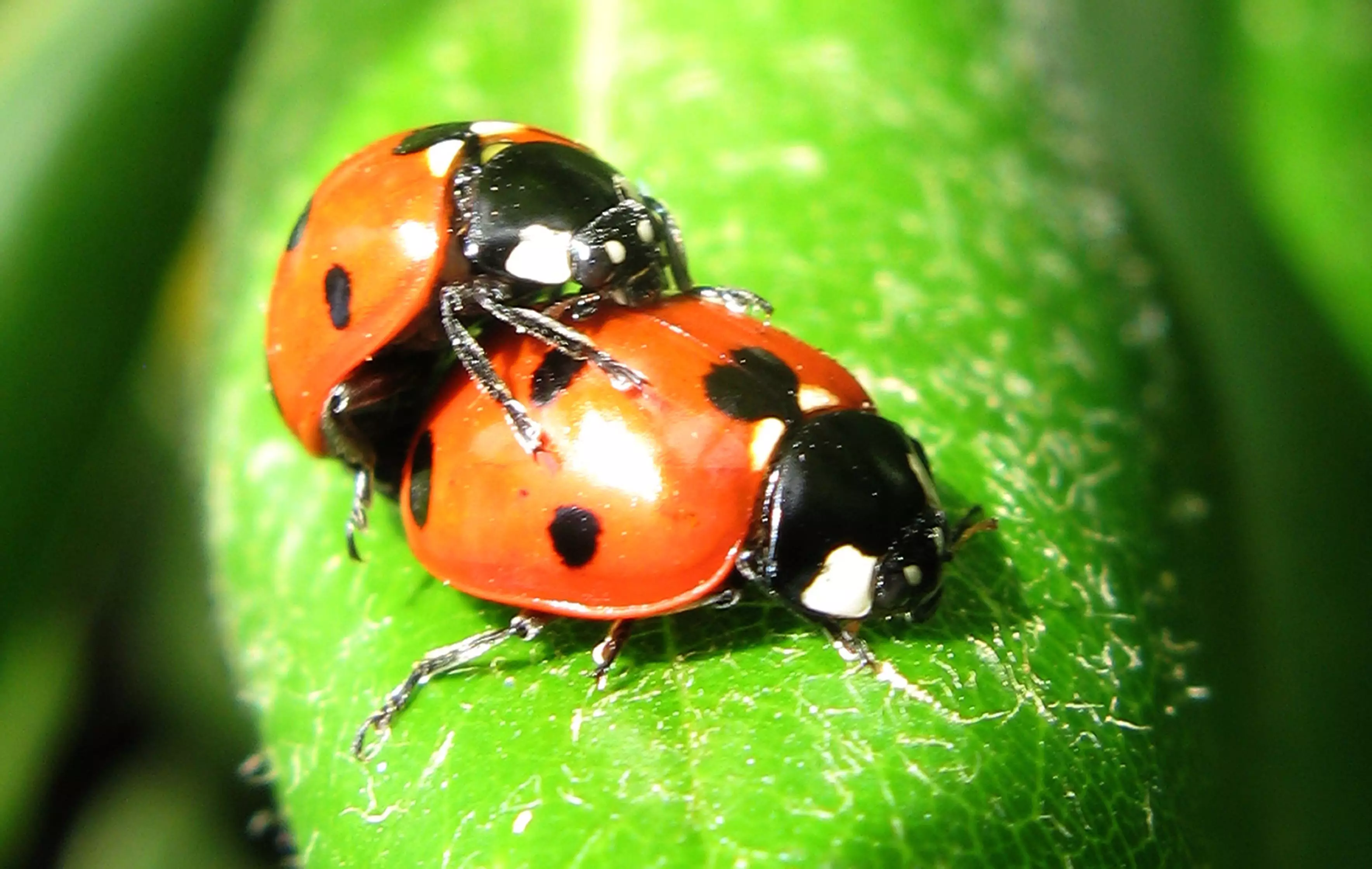 Britain Is About To Get Hit By An Influx Of STD-Riddled Ladybirds