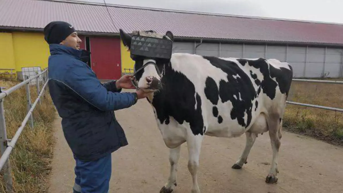 Russian Farmers Are Putting VR Headsets On Cows To Help Produce More Milk
