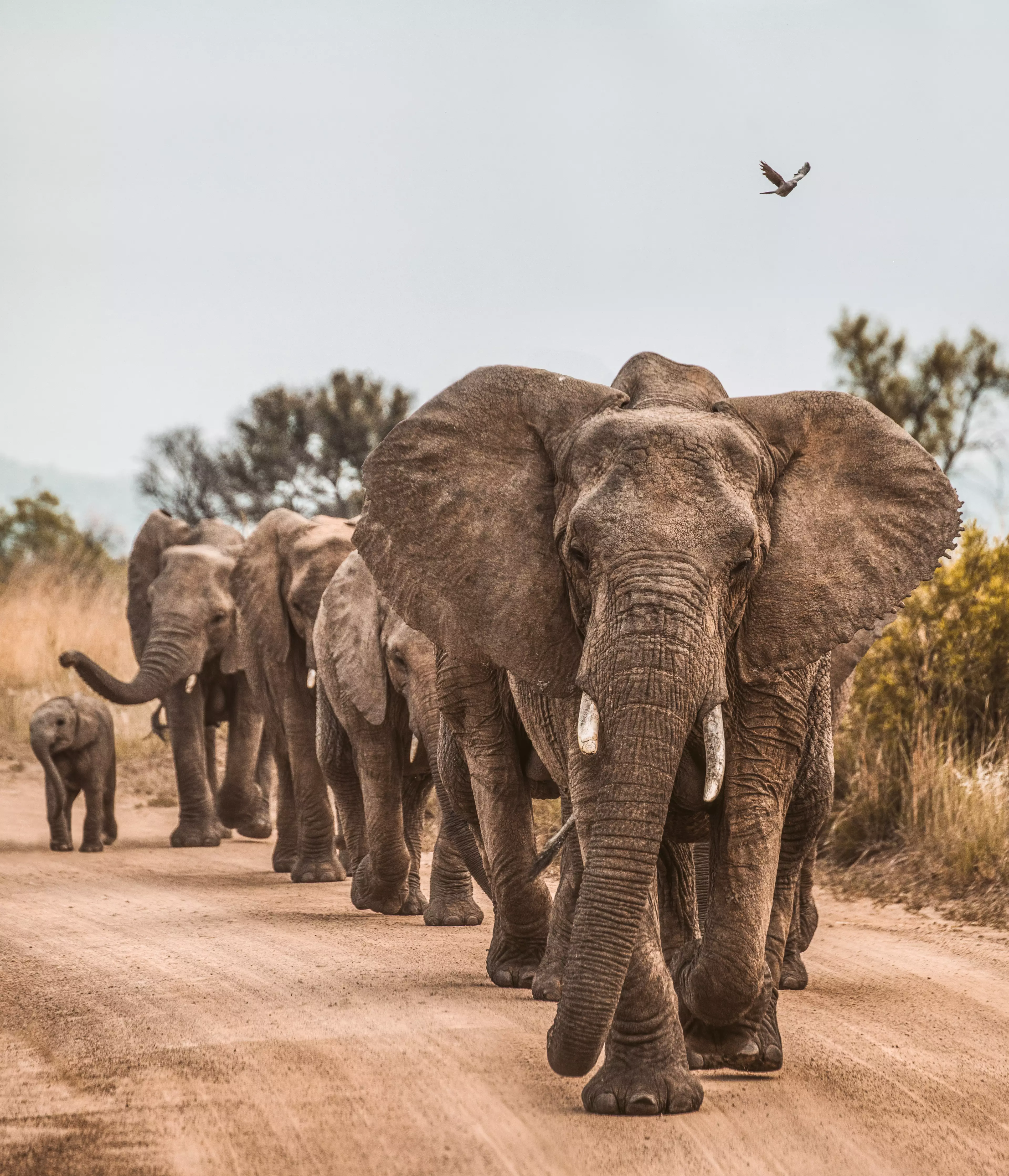 The elephant population has grown substantially (