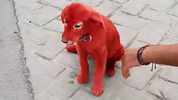 Charity Rescues Dog Dyed Red From Owner 'Who Bought It As He Liked The Colour'