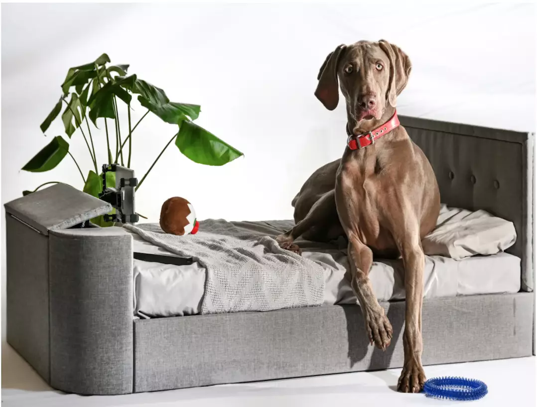 The 'Pup-vision Upholstered TV bed' (