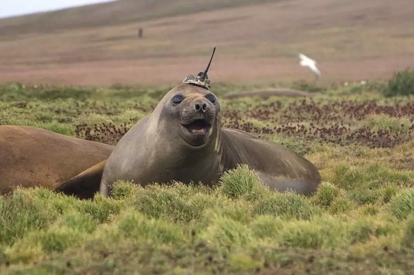 This seal seems fairly happy about it.