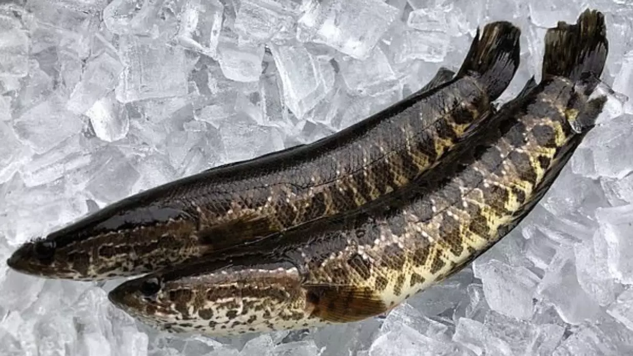US Citizens Urged To Kill Invasive Chinese Snakehead Fish That Can Survive On Land
