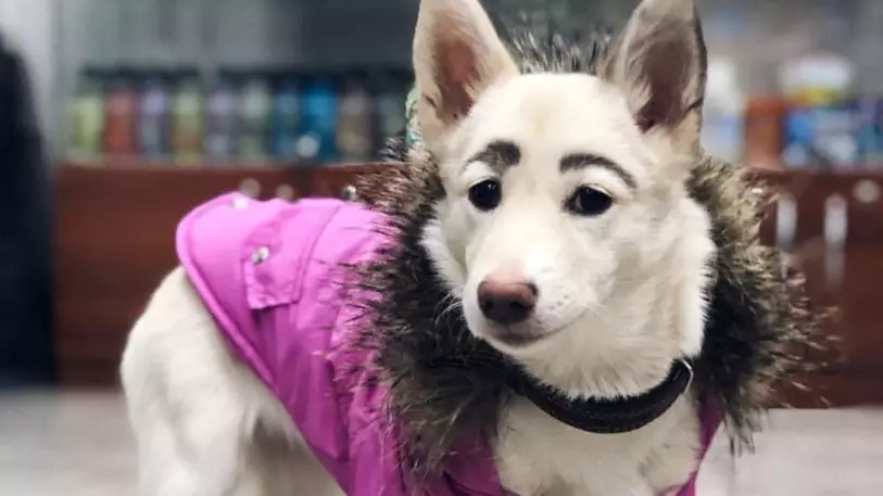 Dog With Human-Like Eyebrows Becomes Viral Hit 