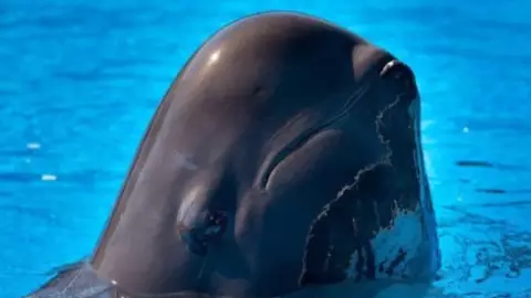 Pilot Whale Dies At SeaWorld Following 'Continued Health Issues'