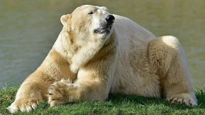 The UK's Oldest Polar Bear Has Sadly Died