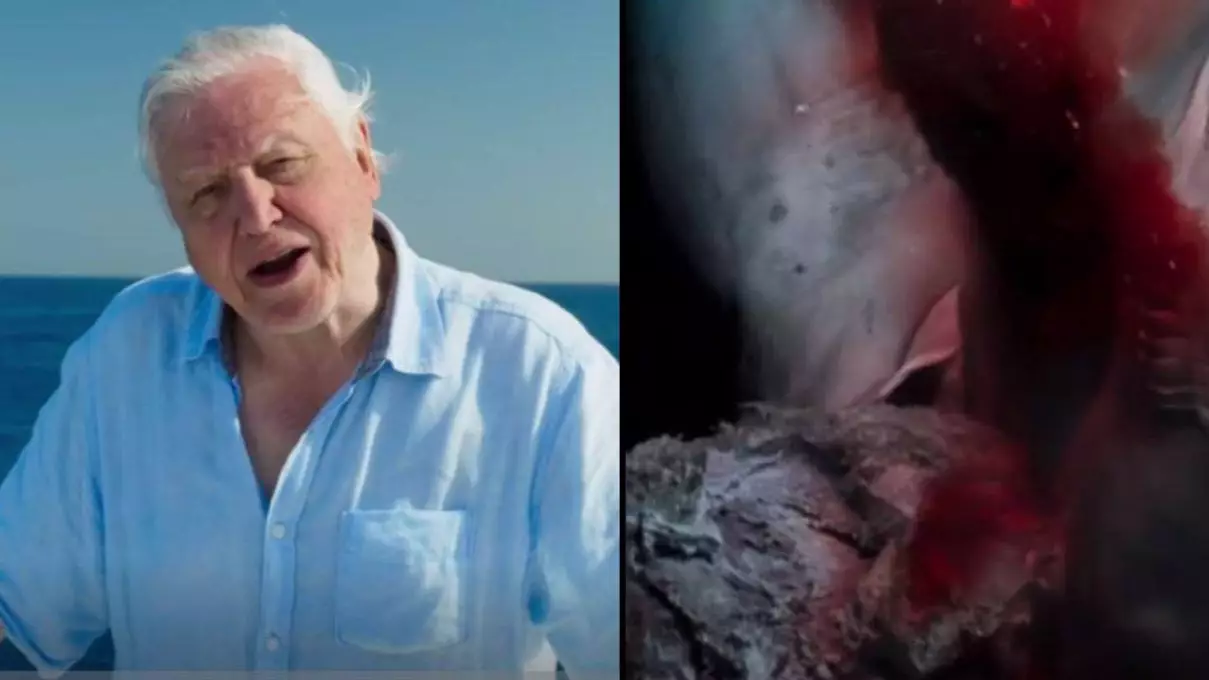 Blue Planet 2 Compared To Horror Movie In Another Breathtaking Episode