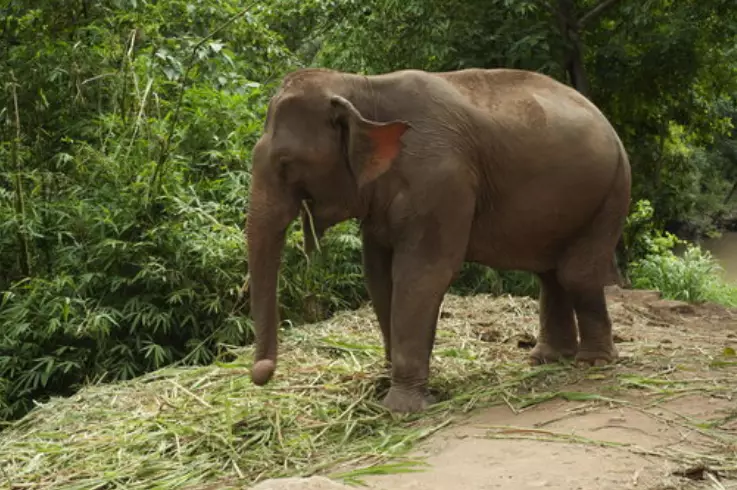 Elephants have reclaimed a popular national park in Thailand amid lockdown.