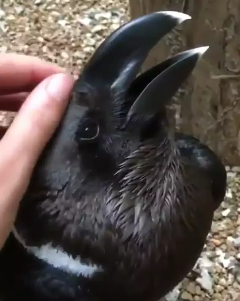 Is it a bird? Is it a bunny? The internet is divided.