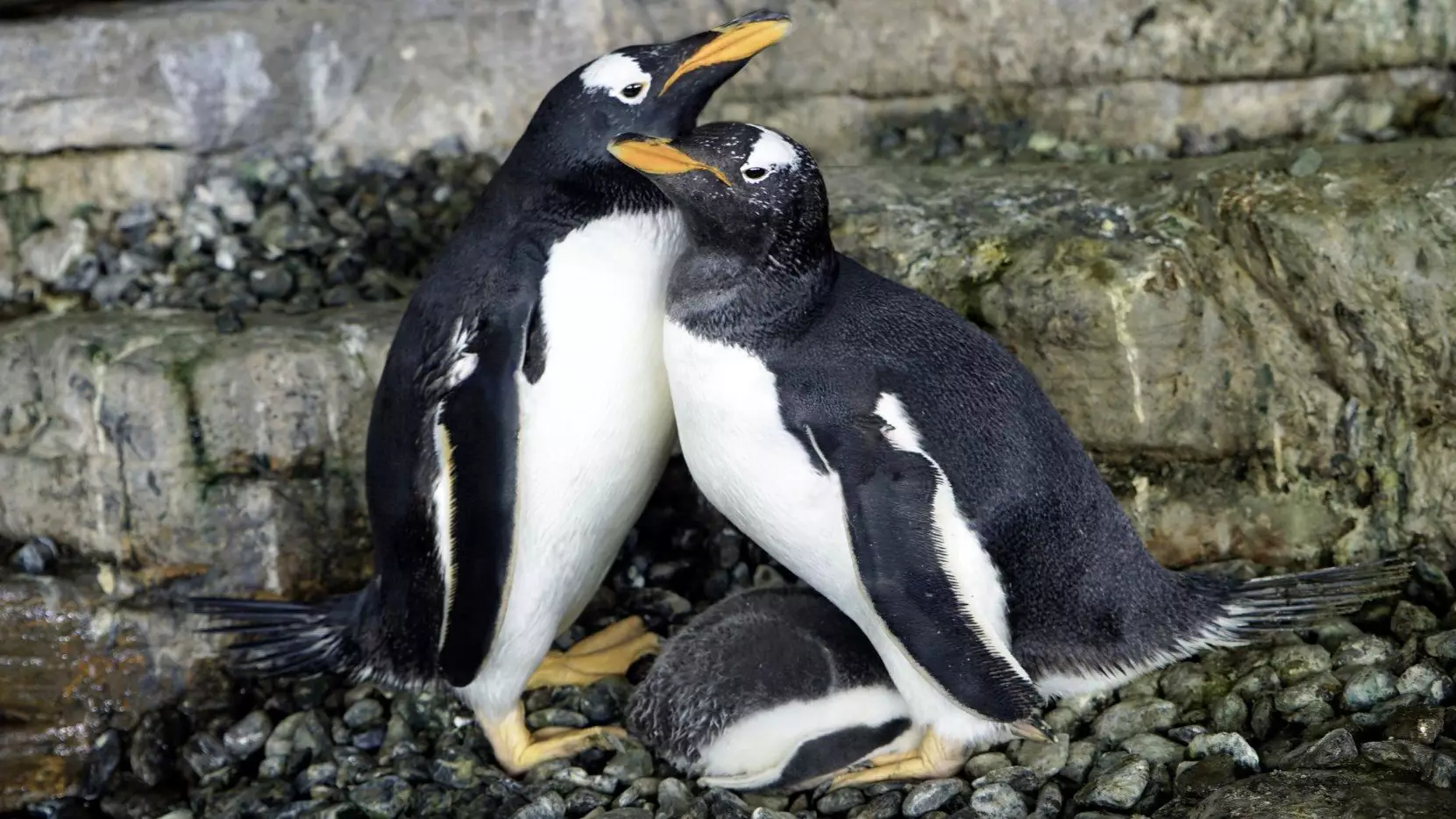 Same-Sex Penguin Couple Welcome Baby Chick After Adopting Egg