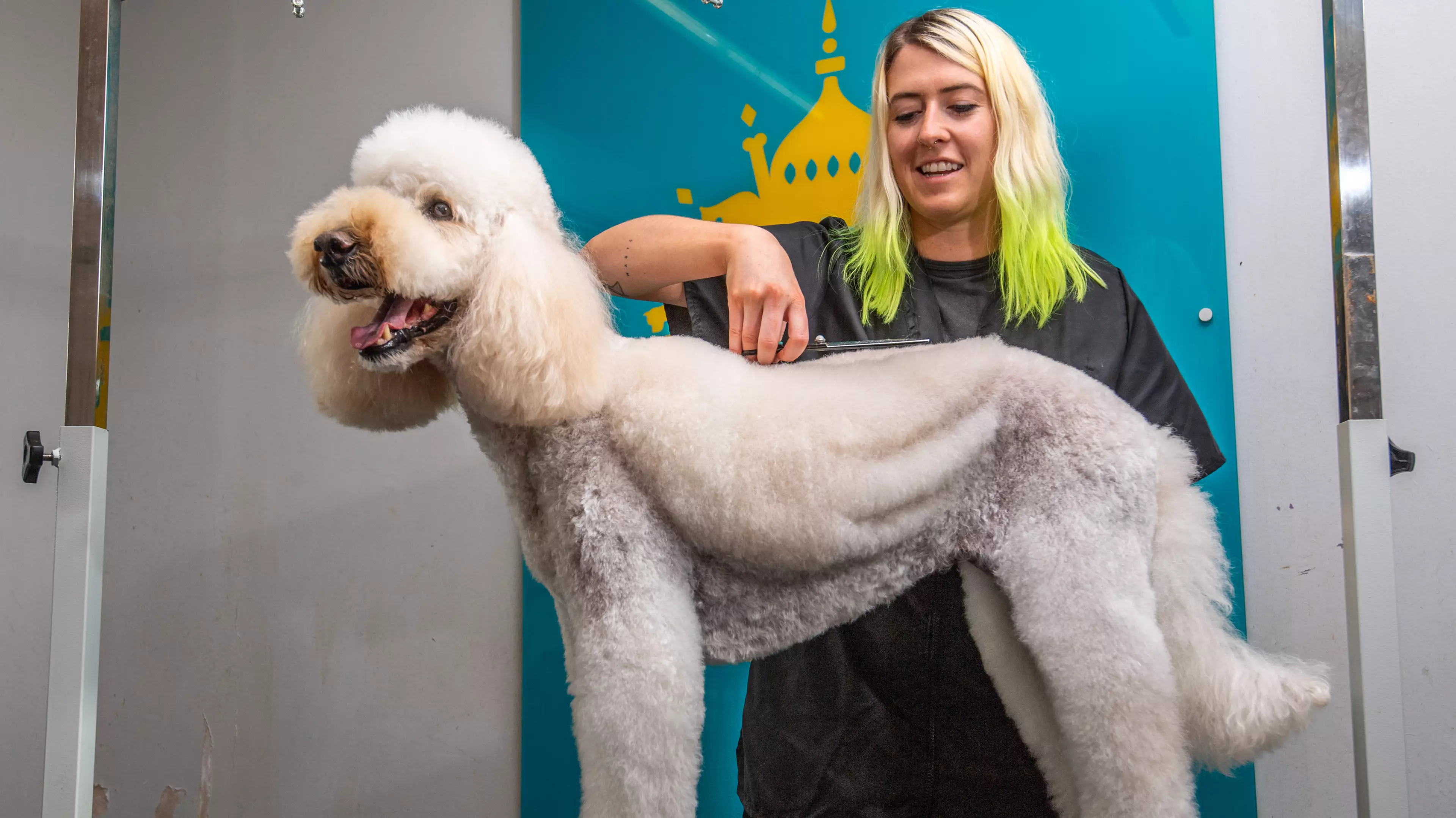 You Can Now Give Your Dog 'Angel Wings' In Stunning Grooming Trend