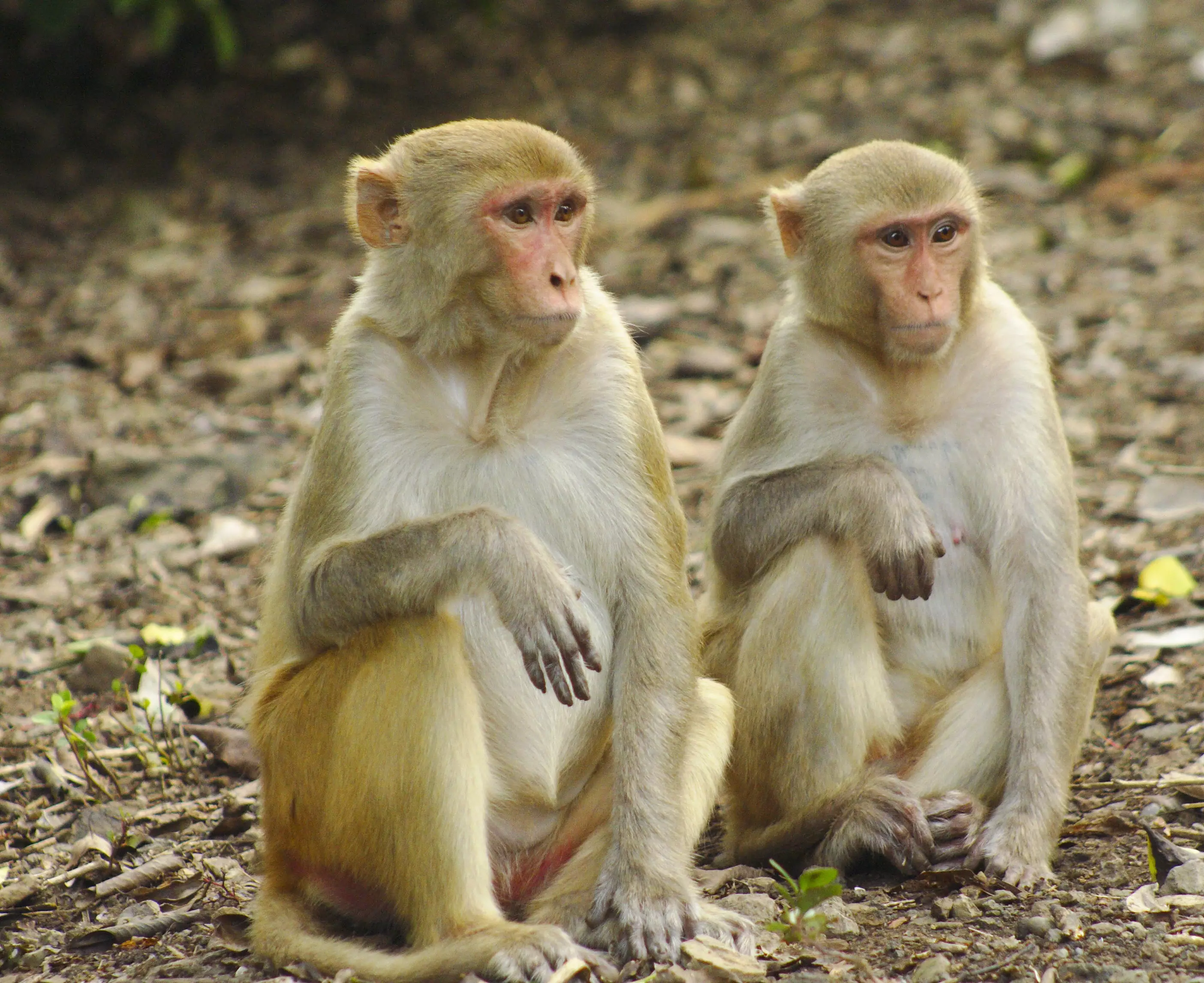 More than 2,400 rhesus macaques were infected with a strain of coronavirus.