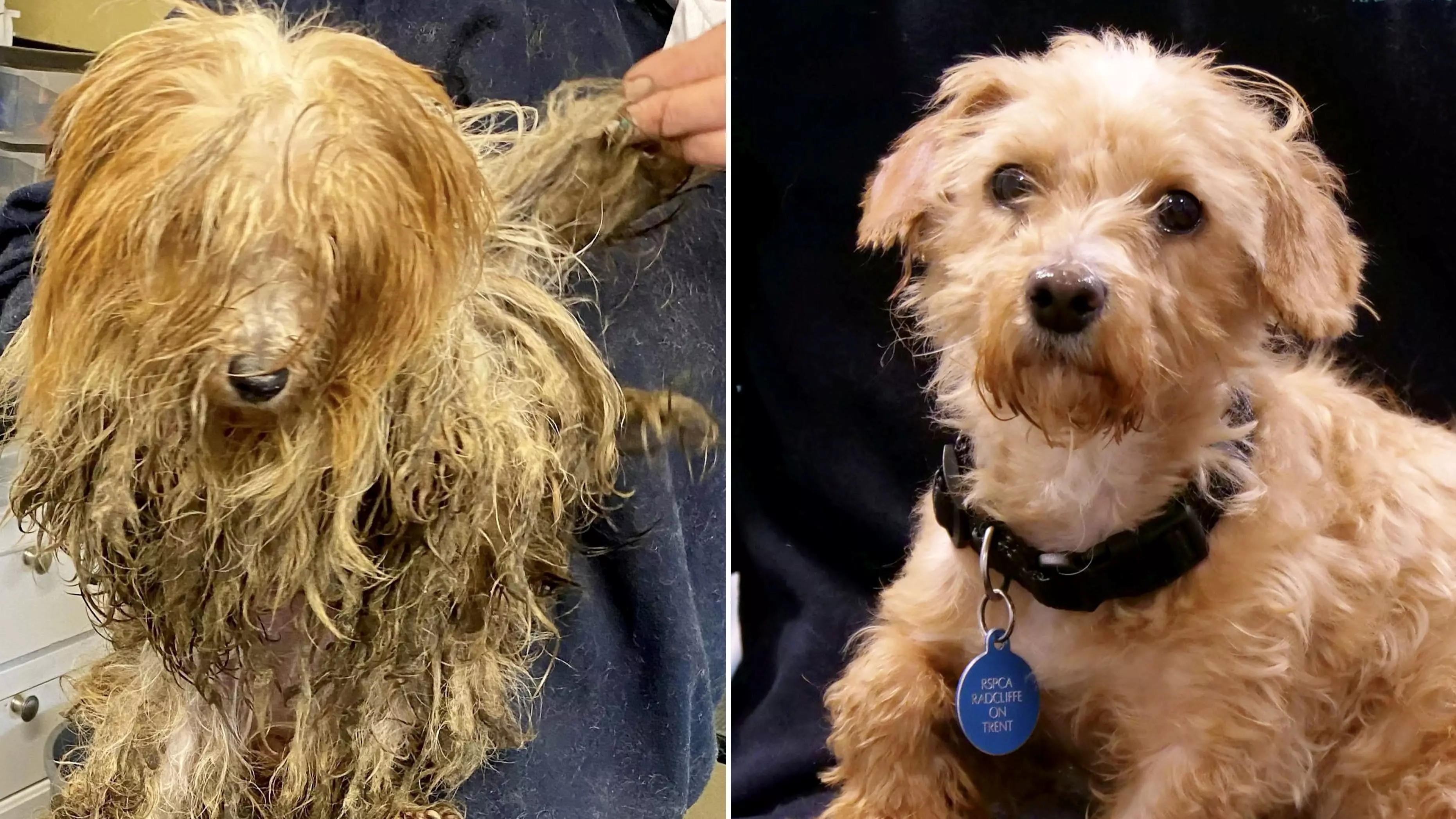 Heartwarming Pics Show Rescue Dogs' Incredible Transformations