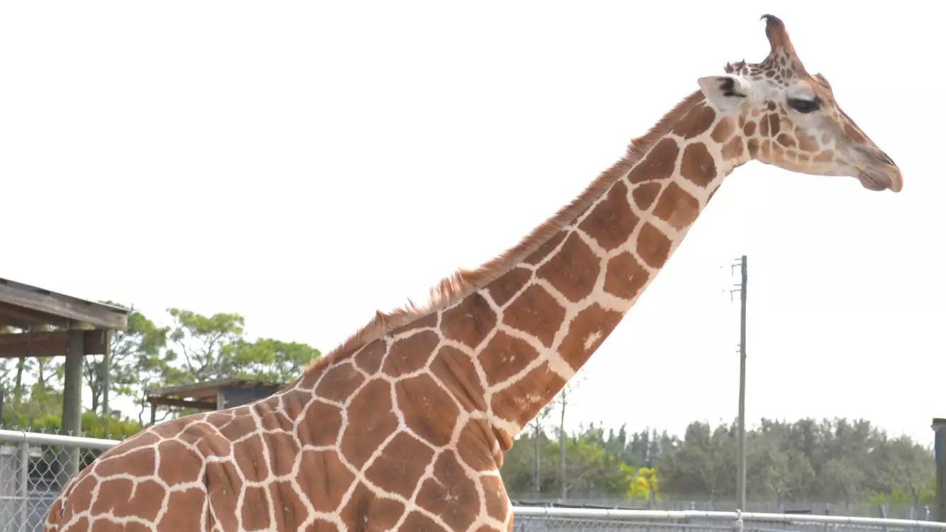 Two Giraffes Die After Being Struck By Lightning