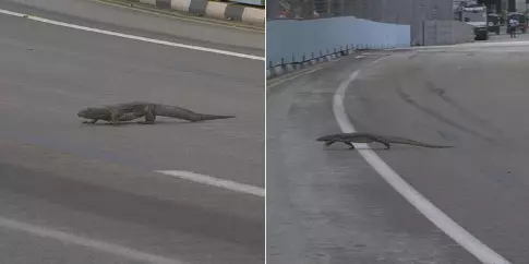 Giant Lizard Ran Across The F1 Track And Twitter Loves It