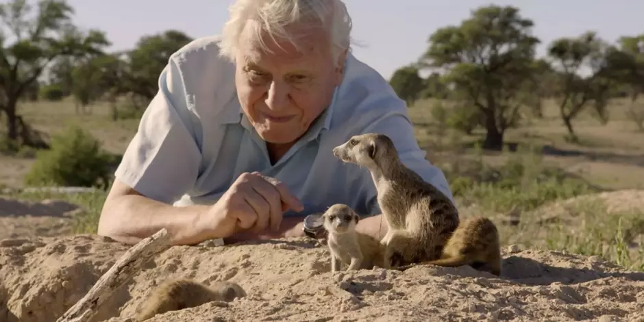 David Attenborough - BBC