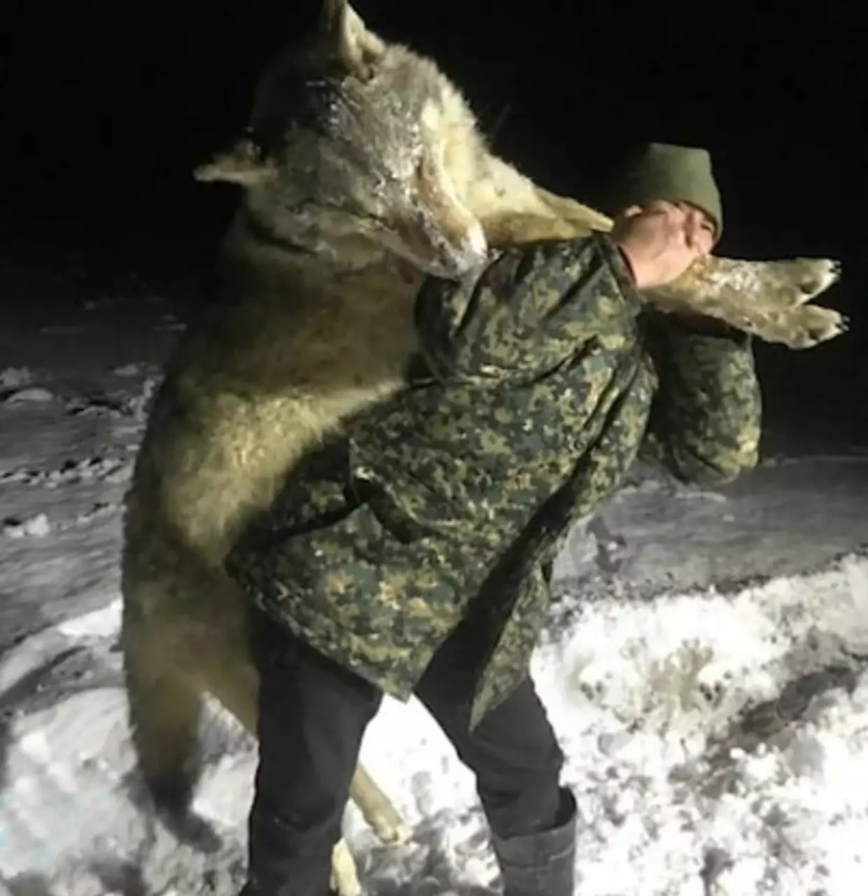A huge wolf has been shot dead in Russia.