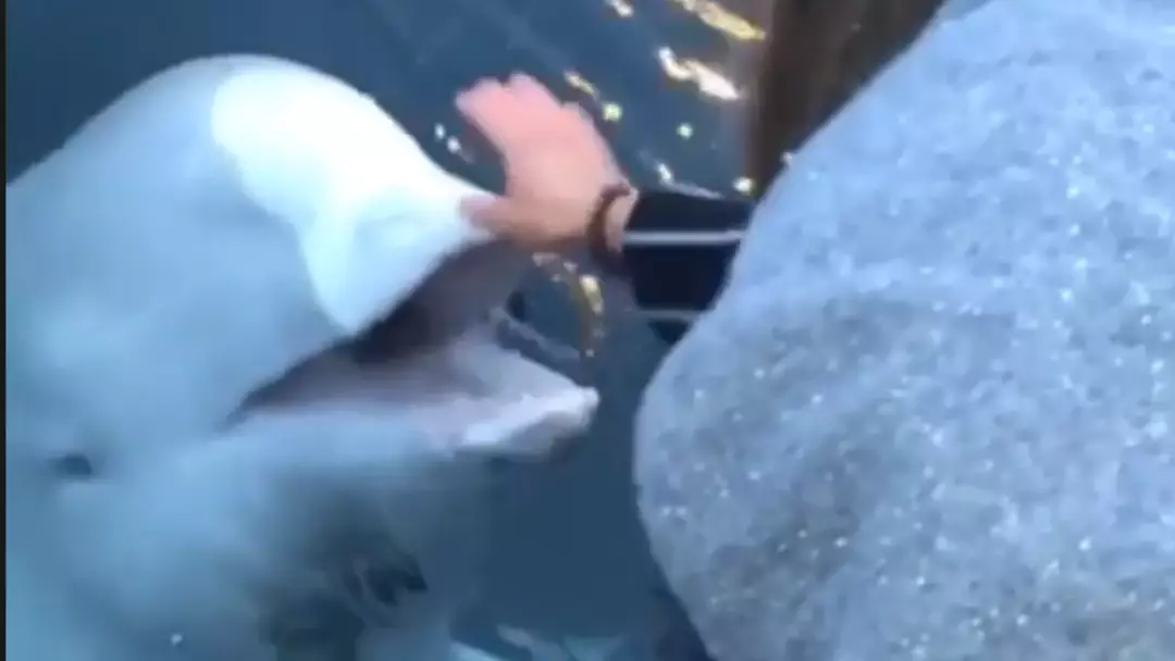 Friendly Whale Rescues Woman's Phone After It Falls Into The Sea